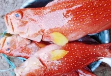 Manfaat mengonsumsi ikan laut secara rutin