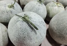 Kulit Melon Kaya Nutrisi, Baik Kesehatan dan Kecantikan