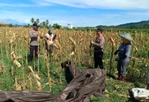 Polri Panen Jagung Bersama Warga Parigi Moutong