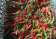 Harga Cabai Melonjak, Pasokan Petani Tolitoli Menurun
