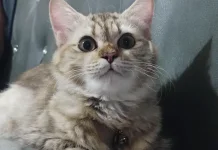 Beberapa cara agar kucing tidak BAB sembarangan