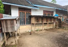 Ayam Impor Filipina Diburu Penghobi Ayam Tangkas