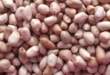Pasokan Terbatas Harga Kacang Tanah Meroket  Dipasaran