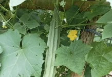 Gambas sayuran sehat kaya manfaat