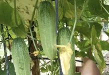 Buah Timun kaya akan air dapat melembabkan dan mencerahkan kulit Secara alami