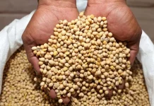Rendahnya Minat Petani Jadi Tantangan Kedelai Tolitoli