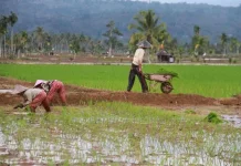 Cetak Sawah 110 Hektare Tingkatkan Ketahanan Pangan Tolitoli