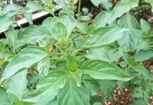 Daun kemangi memiliki banyak manfaat untuk kesehatan wanita