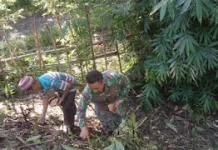 Babinsa dan Warga Bunobogu Tanam Jagung Perkuat Pangan