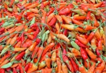 Harga Cabai Kecil Mulai Naik di Hari ke-17 Ramadhan