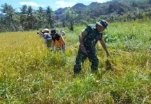 Panen Padi Desa Pinamula, Babinsa Tinjau dan Bantu