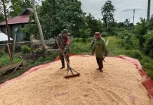 Warga Desa Unone Jemur Jagung, Babinsa Turun Langsung
