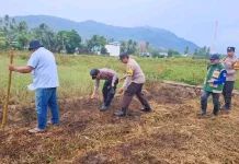Sinergi Petani, Penyuluh Pertanian dan Aparat Tanam Jagung Serentak di Palasa.