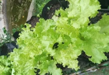 Manfaat mengkonsumsi selada bagi ibu hamil