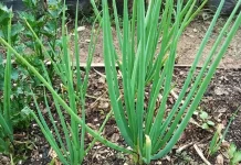 Daun Bawang Kaya Nutrisi Tingkatkan Imunitas dan Kesehatan