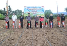 Tanam Jagung Serentak di Kampal, Polres Dukung Ketahanan Pangan