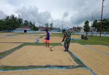 Babinsa Dondo Dampingi Petani Tolitoli Raih Hanpangan