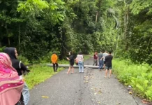 Dua tiang listrik PLN tumbang menutup jalan poros Tambu Kasimbar