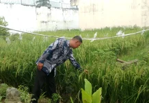 Lapas Leok Kembangkan Padi Sawah Dukung Ketahanan Pangan
