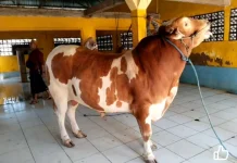 Dinas Perkebunan dan Peternakan Tolitoli Imbau Pemotongan Sapi di RPH