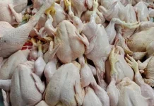 Menjelang Lebaran, Harga Ayam Potong di Pasar Buol 'Terbang' ke Rp95 Ribu per Ekor