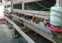 Permintaan Ayam Kampung Naik Tiga Kali Jelang Lebaran