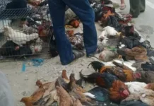 Permintaan Ayam Kampung Tolitoli Meningkat Jelang Lebaran