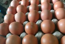 Harga Telur Ayam Naik Jelang Idul Fitri, Capai Rp80 Ribu per Rak