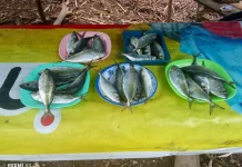 Harga Ikan Melonjak Pasca Idul Fitri, Warga Buol Mengeluh