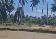 Kebun Kelapa di Malulu Dondo Terancam Terendam Banjir