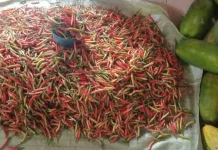 Lonjakan Harga Cabai Bawa Berkah Bagi Petani