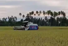Petani Padi di Kecamatan Galang Mulai Panen Raya