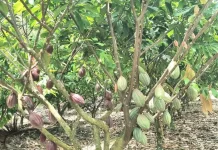 Pemkab Tolitoli Dorong Produktivitas Kakao Petani Tetap Stabil