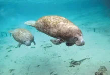 Hari Manatee Sedunia Ajak Dunia Lindungi Sapi Laut