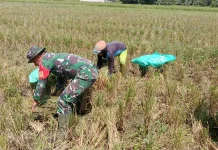 Babinsa Bokat Dampingi Panen Padi, Dukung Ketahanan Pangan