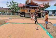 Babinsa Dampingi Petani Buol Tingkatkan Kualitas Jagung
