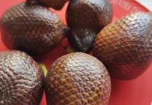 Beberapa manfaat buah salak untuk ibu hamil