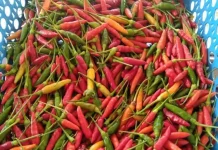 Harga Cabai Turun Masyarakat Bernafas Lega