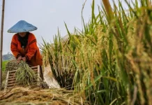 Dorong Perbenihan, Tolitoli Targetkan Produksi Padi Naik
