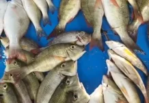 Semangat Pedagang Ikan di Jalan Baru