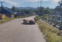 Penerapan Perda Ternak di Buol Dinilai Belum Efektif