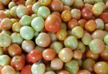 Faktor Cuaca Penyebab Harga Tomat Kembali Melonjak
