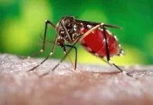 WHO Pimpin Kampanye Dunia di Hari Malaria Sedunia 2026
