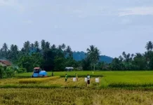 Dampak Harga Beras Turun bagi Petani dan Daya Beli Masyarakat