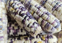 Konsumsi Jagung baik untuk kesehatan pencernaan