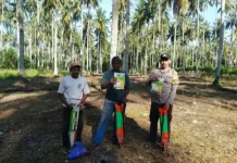 Penerapan Tumpang Sari Jagung di Perkebunan Kelapa