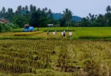 Percepat Tanam, Tolitoli Antisipasi Dampak El Nino