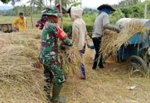 Babinsa Dampingi Panen dan Penggilingan Padi di Desa Mooyong