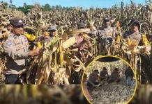 Polsek Dako Pemean Panen Jagung, Dukung Ketahanan Pangan Nasional