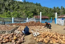 Babinsa Bunobogu Dampingi Warga Jemur Kelapa Dukung Hanpangan